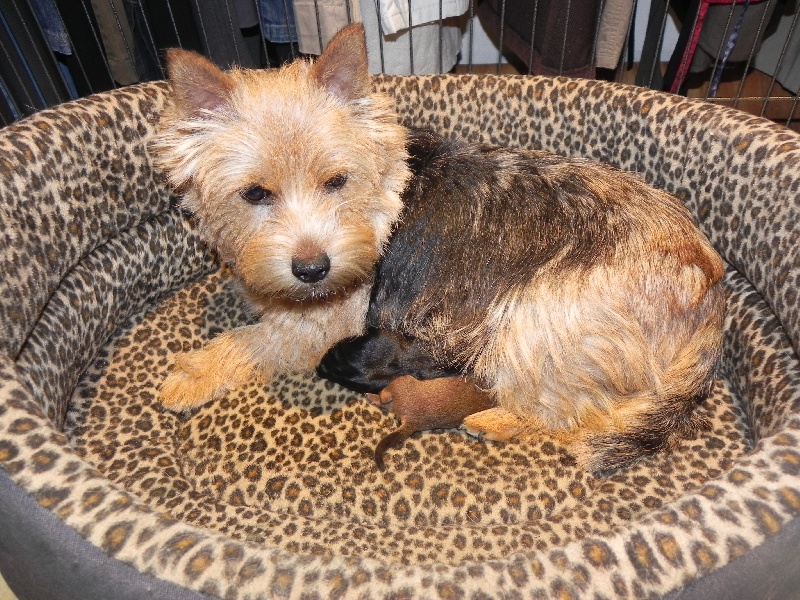 Du Bocage Des Soeurs - Norwich Terrier - Portée née le 14/03/2012