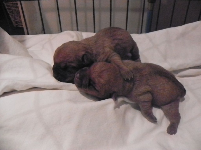 Du Bocage Des Soeurs - Norwich Terrier - Portée née le 19/03/2014