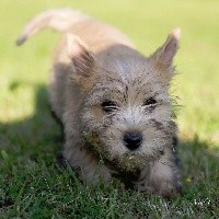 Du Bocage Des Soeurs - Norwich Terrier - Portée née le 17/02/2019