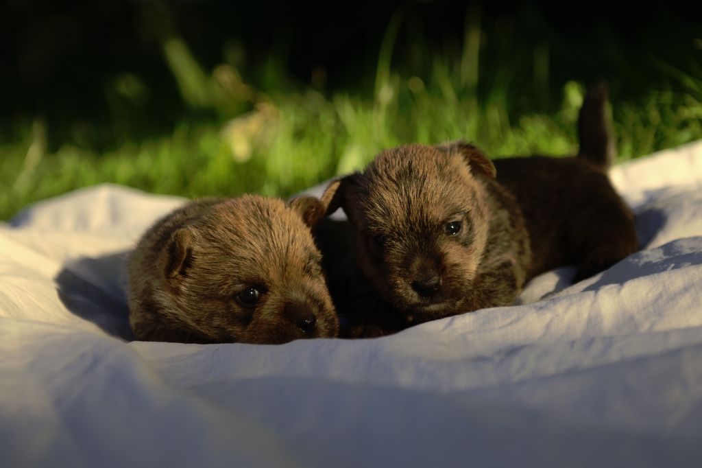 Du Bocage Des Soeurs - Norwich Terrier - Portée née le 25/04/2020