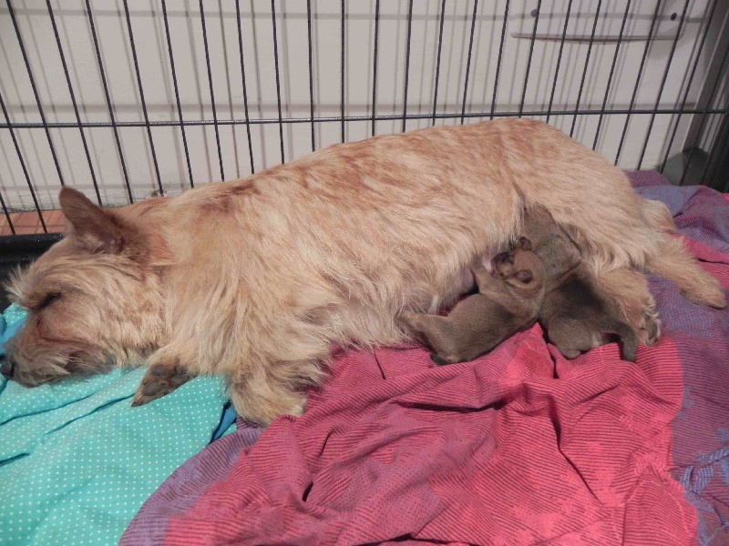 Du Bocage Des Soeurs - Norwich Terrier - Portée née le 20/03/2013