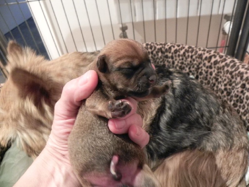 Du Bocage Des Soeurs - Norwich Terrier - Portée née le 24/03/2015