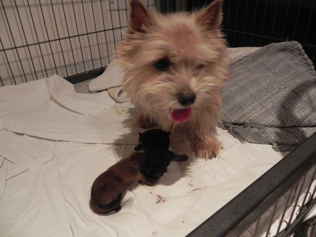 Du Bocage Des Soeurs - Norwich Terrier - Portée née le 29/11/2017