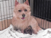 CHIOT