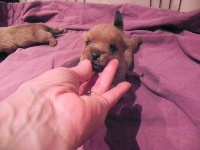CHIOT