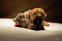 CHIOT