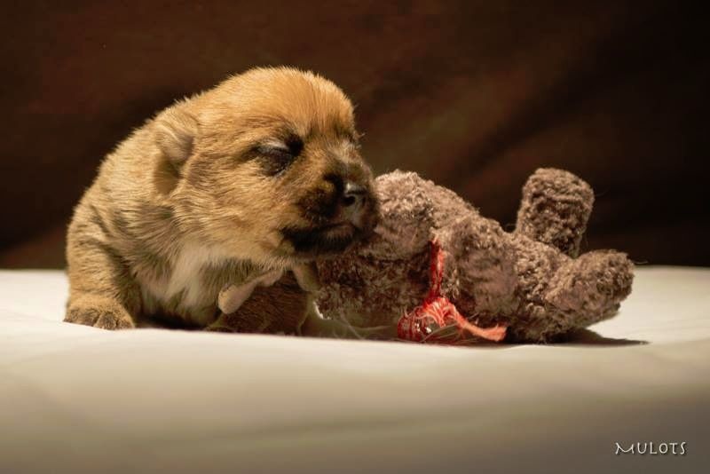 Du Bocage Des Soeurs - Norwich Terrier - Portée née le 31/01/2016